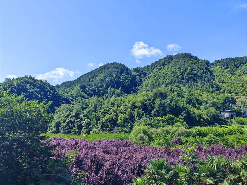 多彩苗圃扮“靓”乡村 绿富同兴激活振兴动