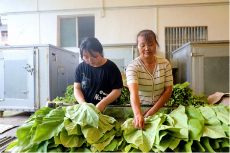 湖北宣恩：金叶飘香幸福来