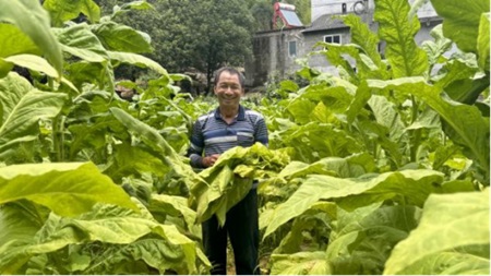 恩施土家族苗族自治州烟草专卖局：从青翠到金黄 烤房里的“叶之魔术”