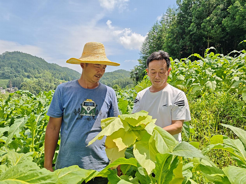 湖北咸丰烟草：以精准技术深耕烟田 让烟叶