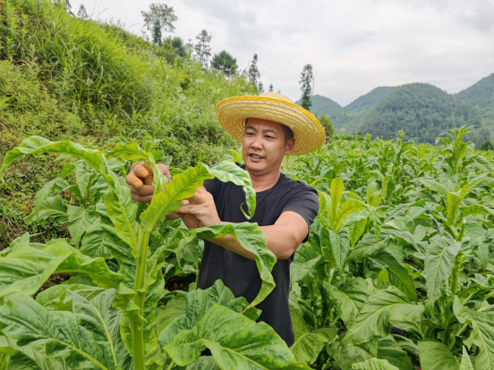 湖北咸丰县烟草：从技管深耕到产业提质 咸丰烟草的实干答卷