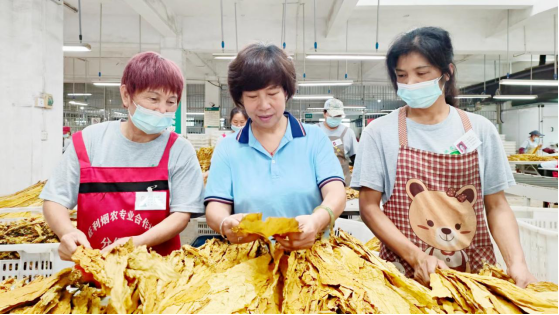 永州宁远县烟草：巾帼不让须眉 柔肩更当重任