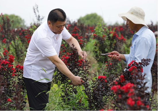 河北邢台任泽区烟草专卖局：夏日的刘家庄村 紫薇花开幸福来