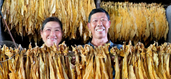 湖南东安烟草：当好烟农“陪烤员”助力“烤出”好日子
