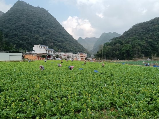 广西乐业烟草：烟菜轮作 蔬菜迎丰收 奏响富民“增收曲