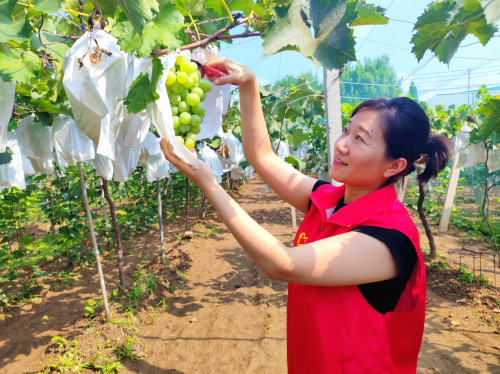 山东滕州烟草：“紫衣果”结出幸福甜