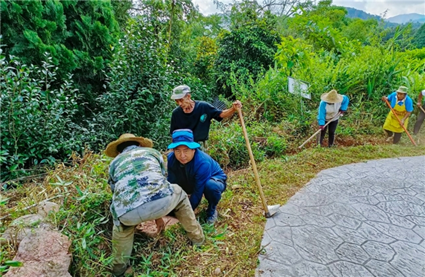 云南江城：边境古茶园、浸润“金叶”香
