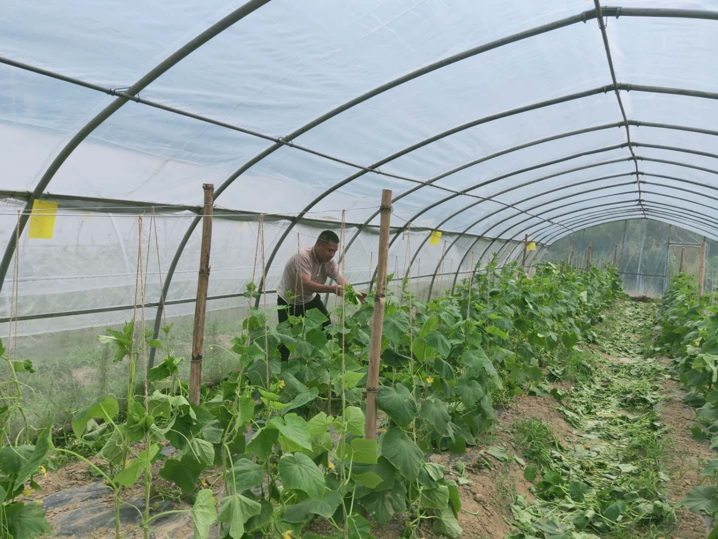 广西百色乐业烟草：小黄瓜 大效益