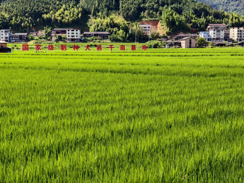 福建三明尤溪烟草：一片田的“双生”答卷