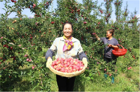 河北承德平泉烟草：海棠满枝绘丰景 产业赋能富乡村