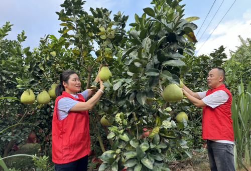 福建莆田仙游烟草：“柚”见丰收 直播助农暖乡野