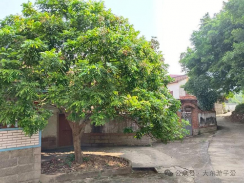 木兰溪畔的“龙眼新事”