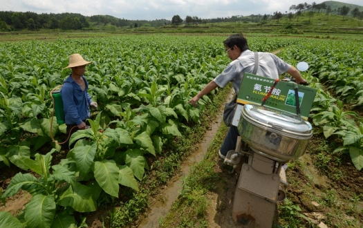 永州宁远：60载烟路“织”初心，粮烟手“牵”新图景