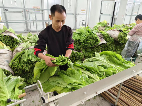 福建将乐烟草：“两本账”里看增收 “新农人”念活致富经