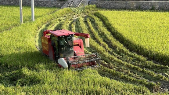 湖南东安烟草：金叶归仓金稻香 沃野绘就共富图