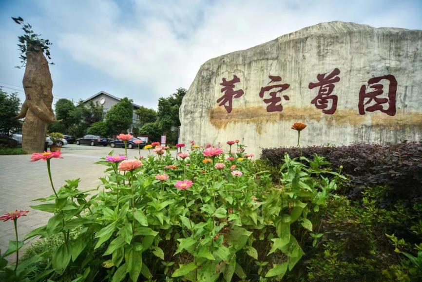 江苏茅宝葛业：葛韵康养，绿色人生