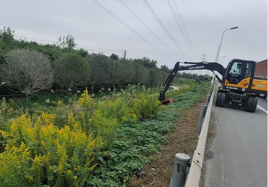 扬州邗江：清理“一枝黄花” 守护公路生态线
