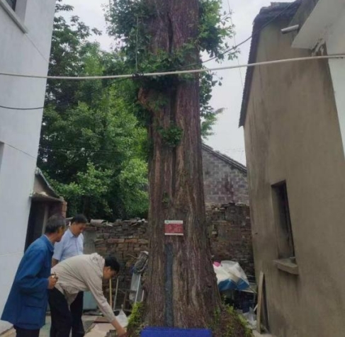 仪征市资规局多维发力 筑牢古树名木保护屏