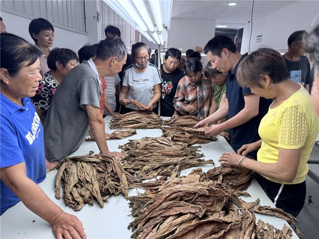 湖北省宜昌市夷陵区：党建引领，“烟草+”模式激活乡村振兴新动能