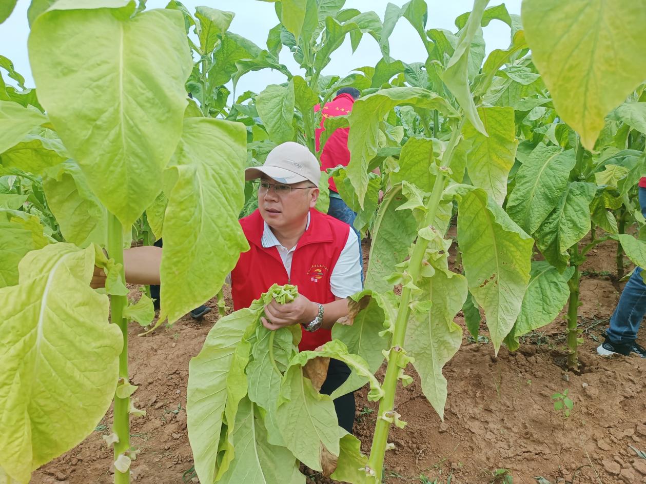 河南省渑池县携手江苏中烟：从“原料供给”