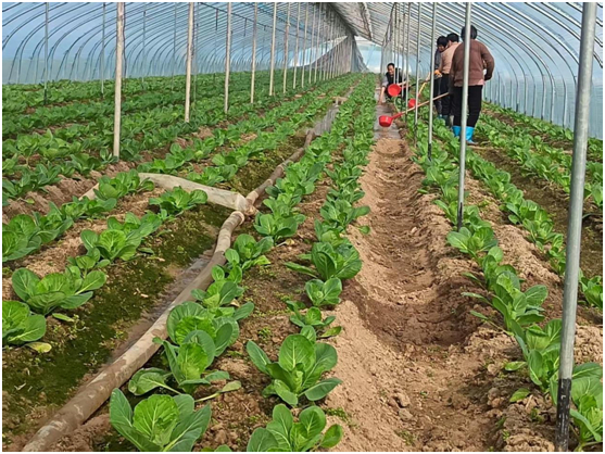 沛县栖山镇：抢抓春光忙春耕 沃野田畴绘新图