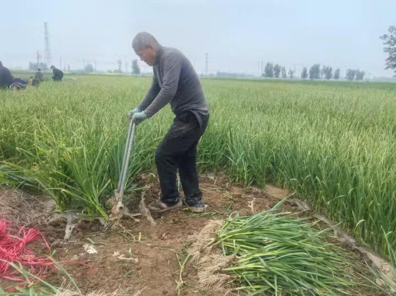 沛县栖山镇：晚熟蒜苗迎丰收 四月抢“鲜”